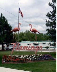 Flamingo