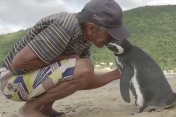 Man Caring For Penguin