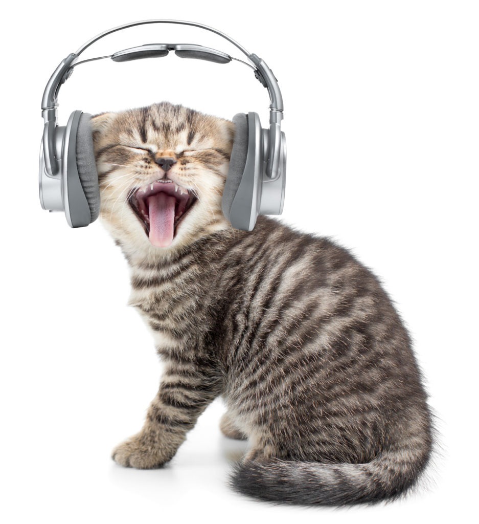 Whiskas Has Created a Radio Station for Cats. No, Seriously.