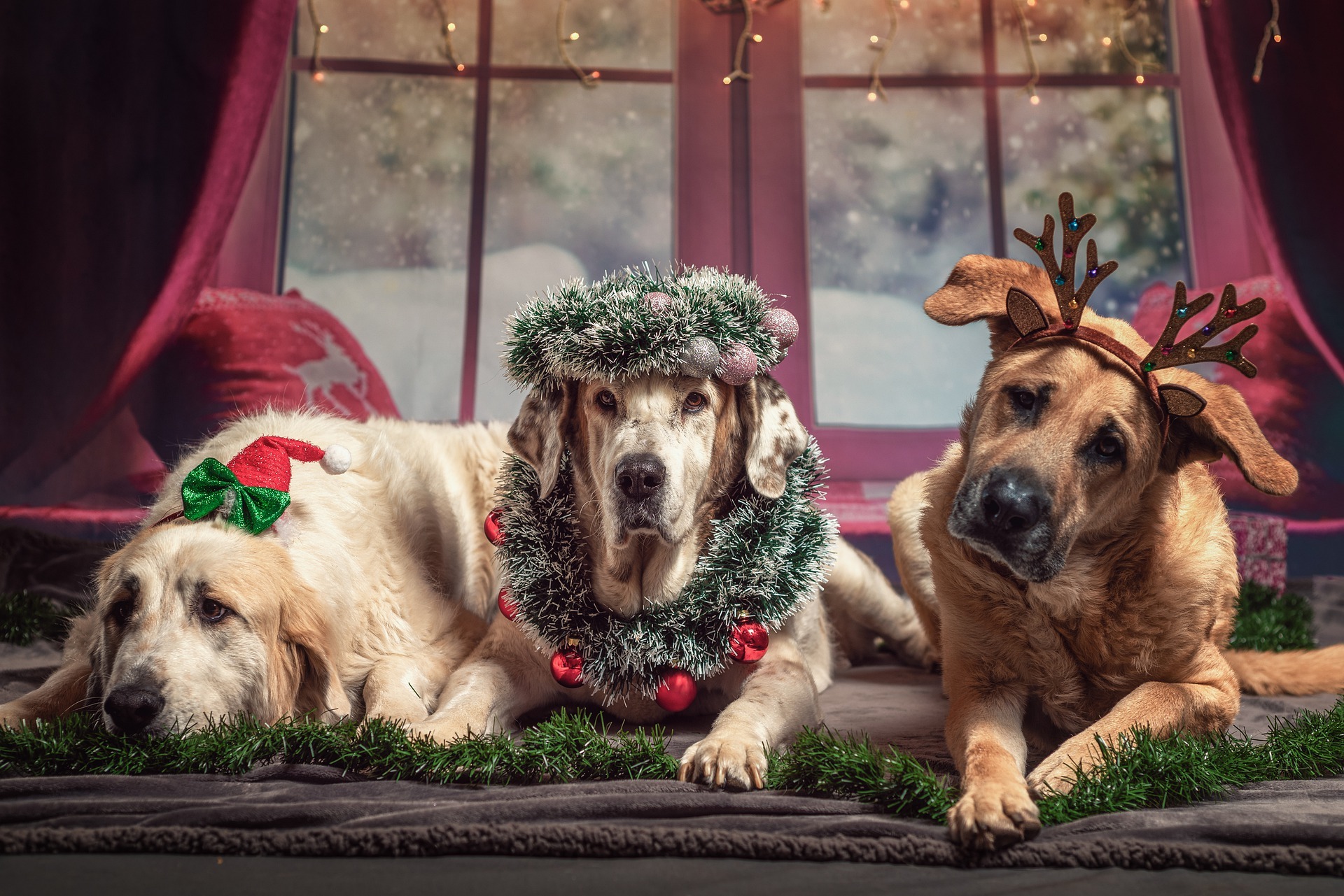 Christmas Pet Pixabay 1