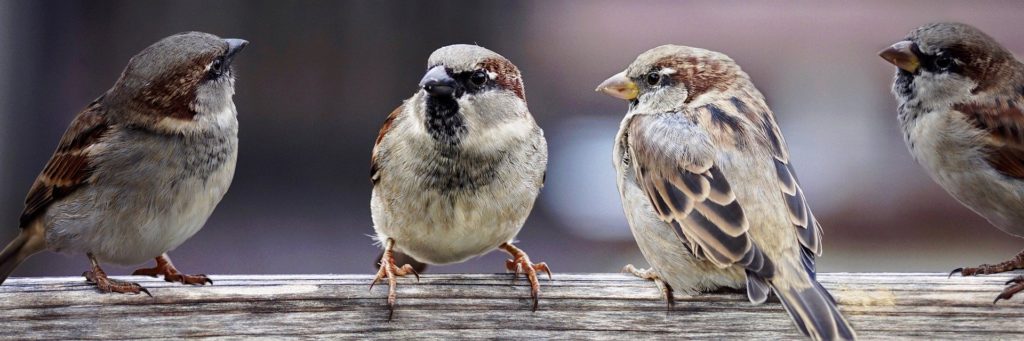 sparrows 2759978 1920