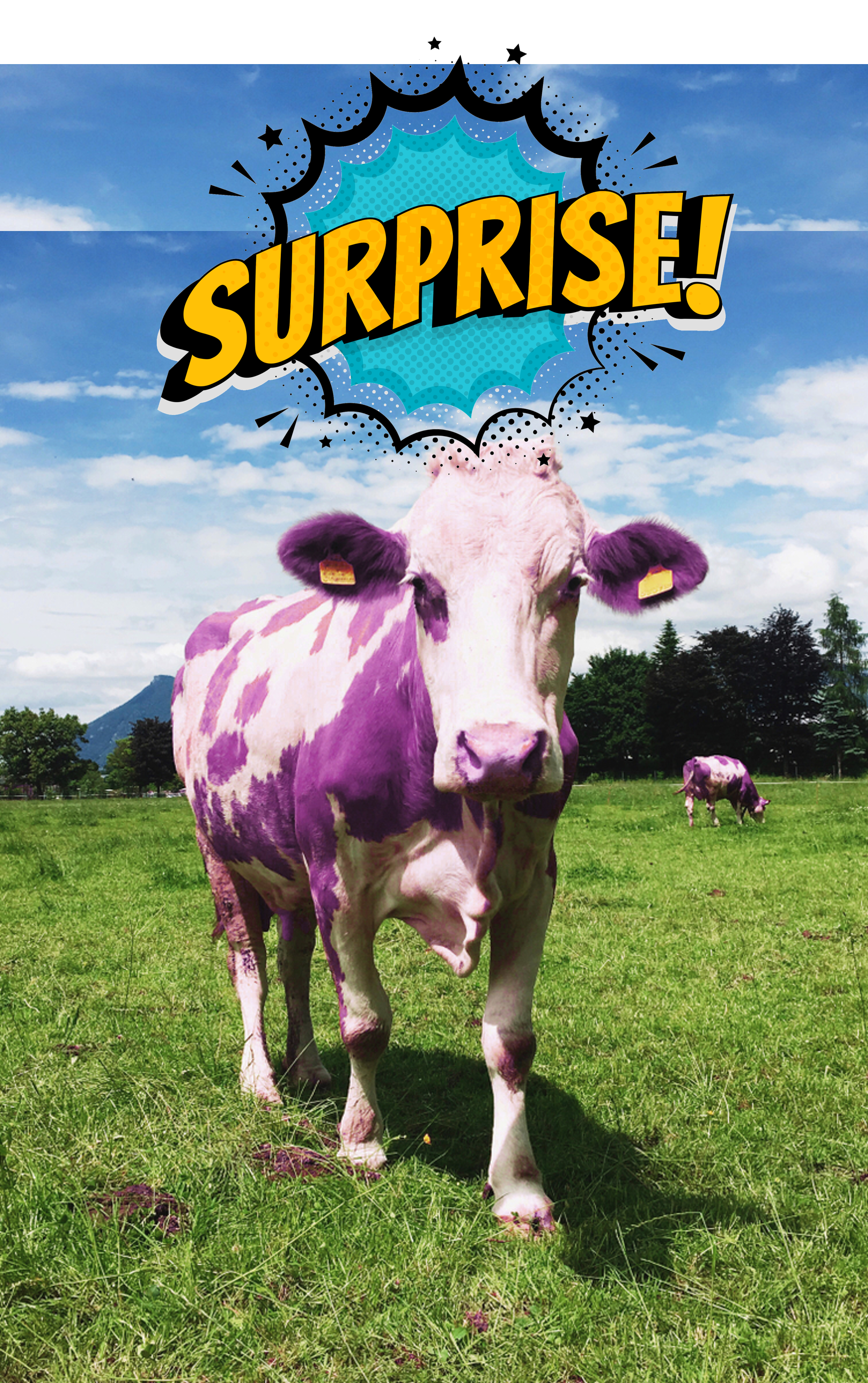 purple cow surprise